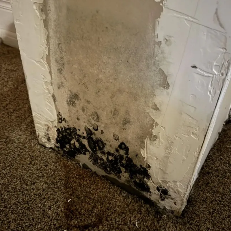Professional Mold Removal in Somerville, TN